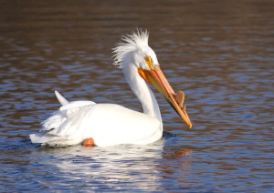American_White_Pelican_(breeding)_in_Green_Bay,_WI,_2013