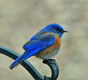 Western-Blue-Bird_05
