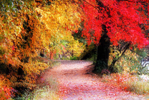 Autum Path II by William Carroll