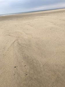 View from a plover's egg